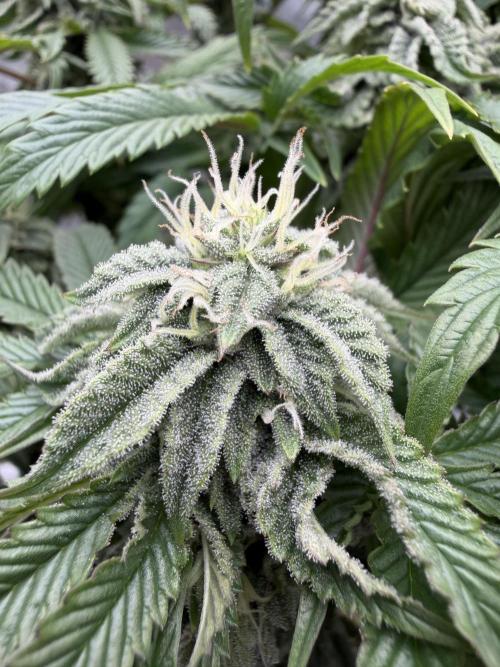 CZ LEGAL GROW. Week 10