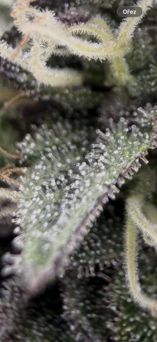CZ LEGAL GROW. Week 11