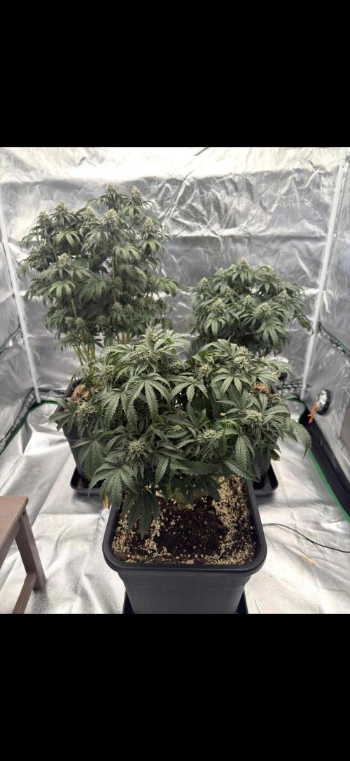 CZ LEGAL GROW. Week 11