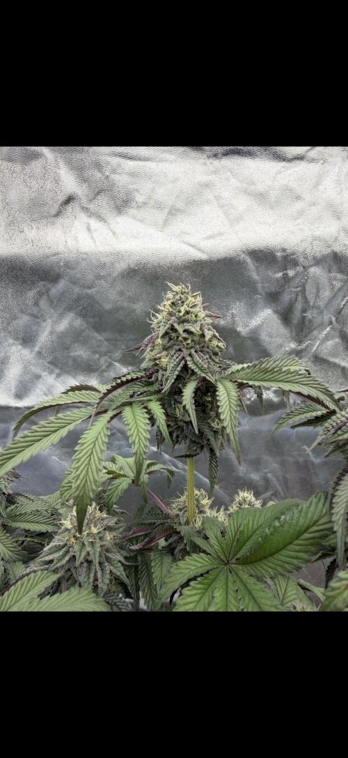 CZ LEGAL GROW. Week 11