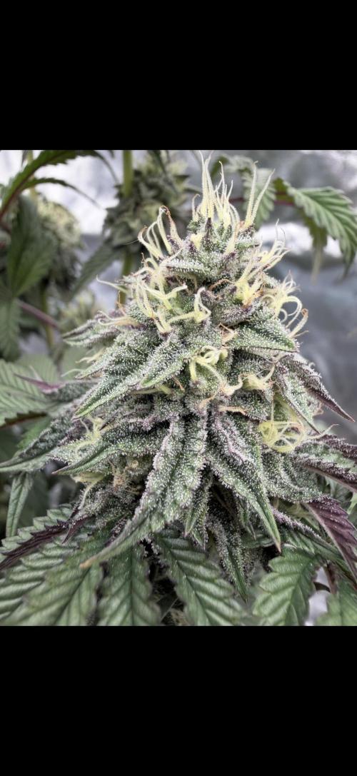 CZ LEGAL GROW. Week 11