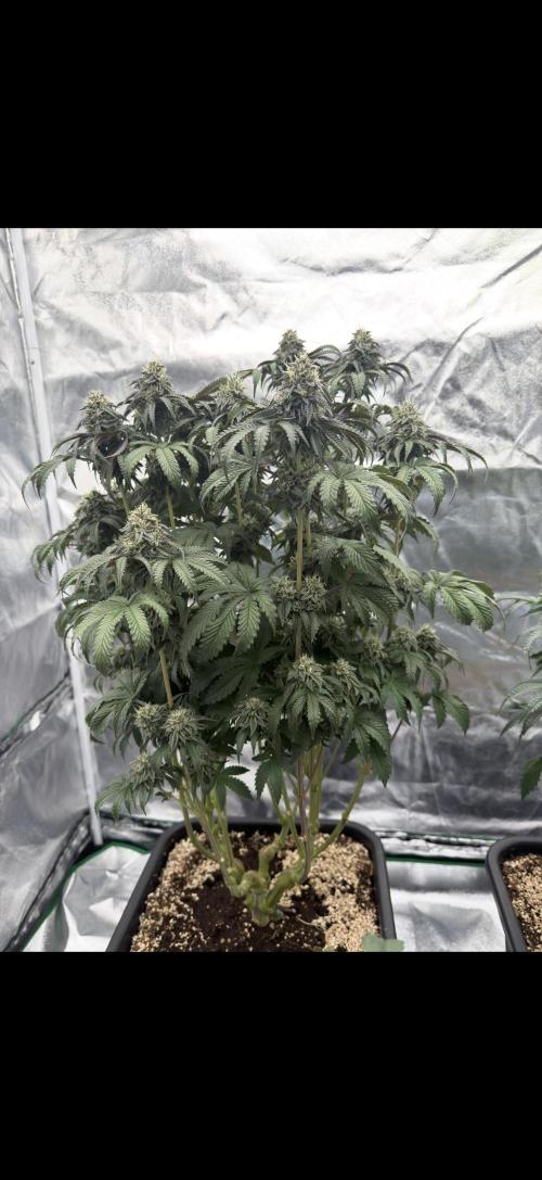 CZ LEGAL GROW. Week 11