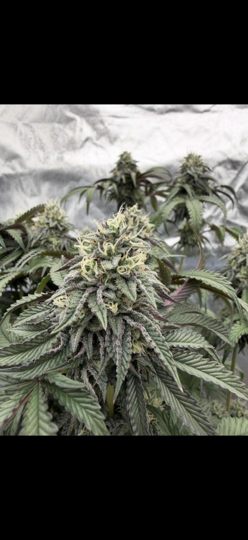 CZ LEGAL GROW. Week 11