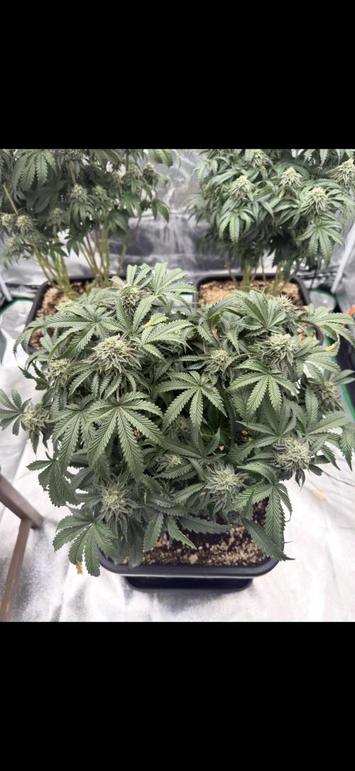 CZ LEGAL GROW. Week 11