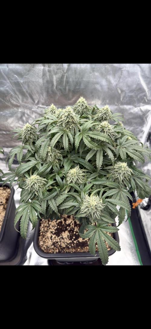 CZ LEGAL GROW. Week 11