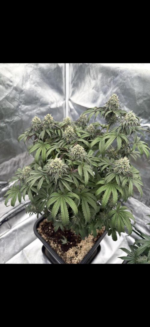 CZ LEGAL GROW. Week 11