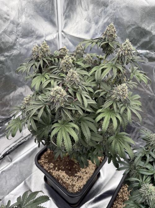 CZ LEGAL GROW. Week 12
