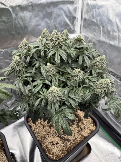 CZ LEGAL GROW. Week 12