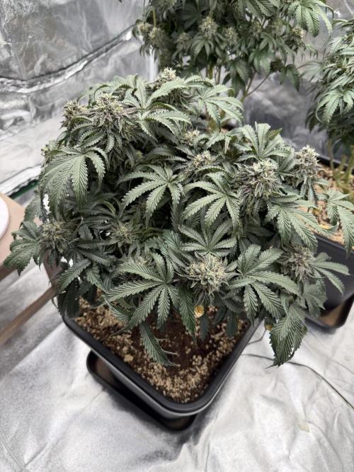 CZ LEGAL GROW. Week 12