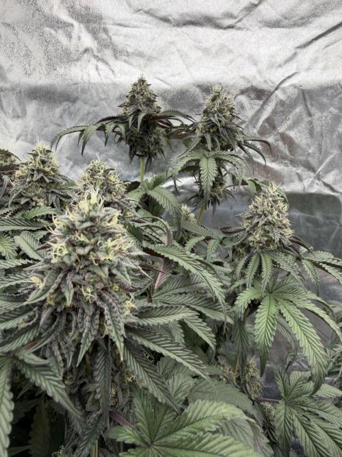 CZ LEGAL GROW. Week 12
