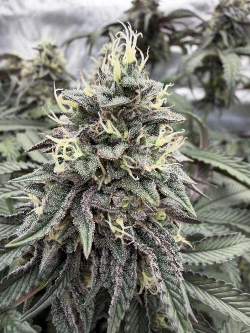 CZ LEGAL GROW. Week 12