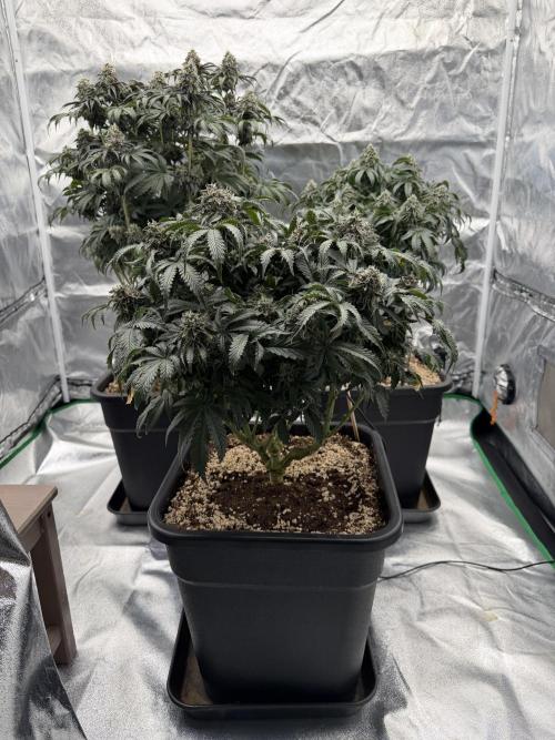 CZ LEGAL GROW. Week 12