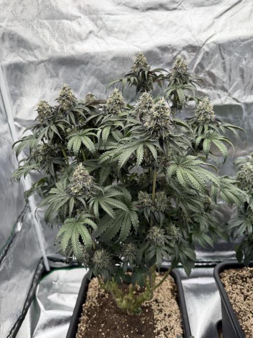 CZ LEGAL GROW. Week 12