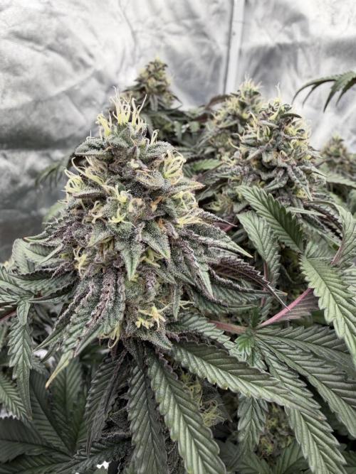 CZ LEGAL GROW. Week 12