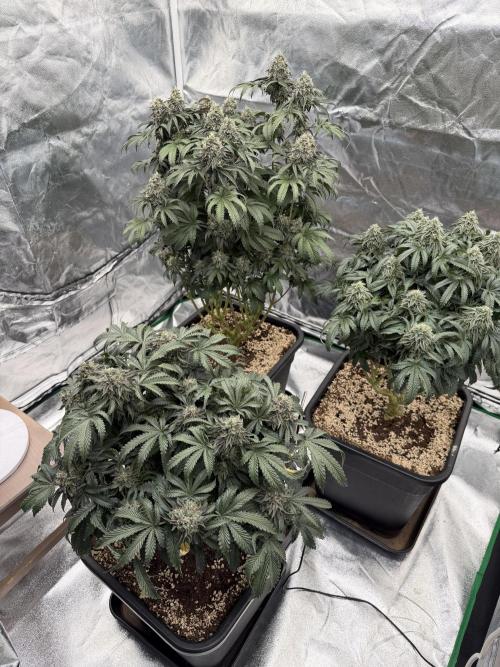CZ LEGAL GROW. Week 12