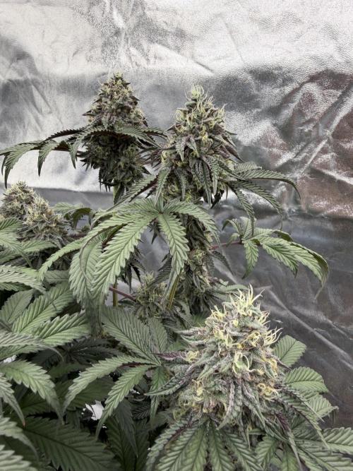 CZ LEGAL GROW. Week 12