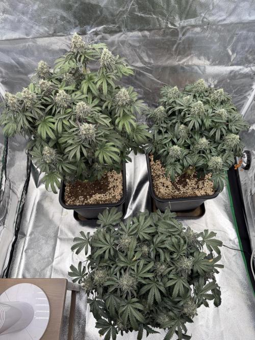 CZ LEGAL GROW. Week 12