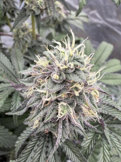 CZ LEGAL GROW. Week 12