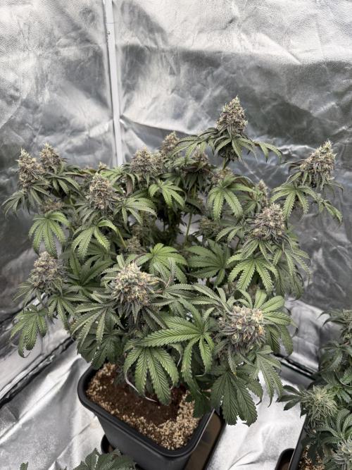CZ LEGAL GROW. Week 13