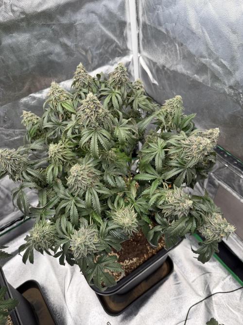 CZ LEGAL GROW. Week 13