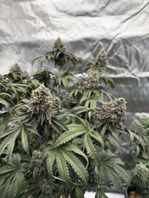 CZ LEGAL GROW. Week 13