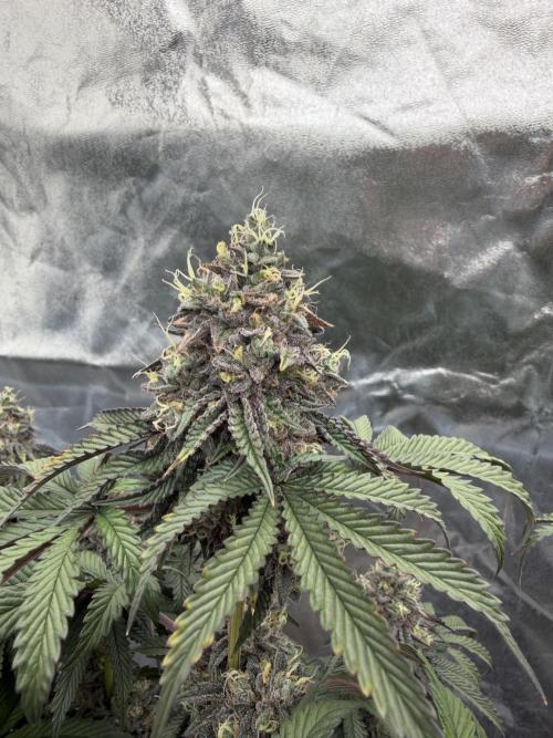CZ LEGAL GROW. Week 13