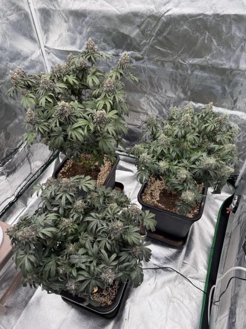 CZ LEGAL GROW. Week 13
