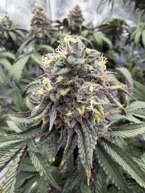 CZ LEGAL GROW. Week 13