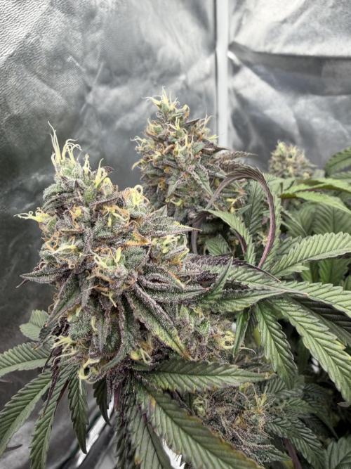 CZ LEGAL GROW. Week 13