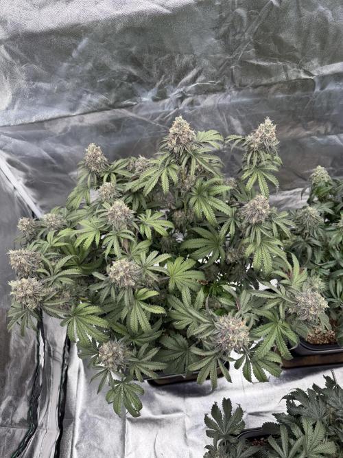 CZ LEGAL GROW. Week 13