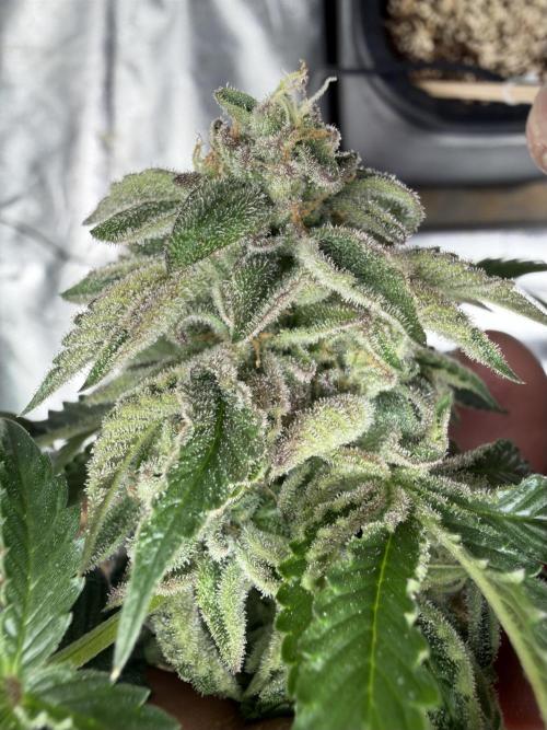 CZ LEGAL GROW. Week 13