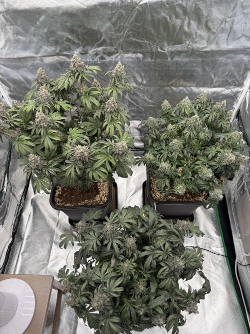 CZ LEGAL GROW. Week 13