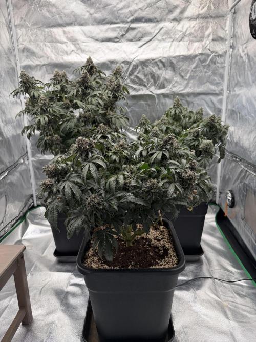CZ LEGAL GROW. Week 13