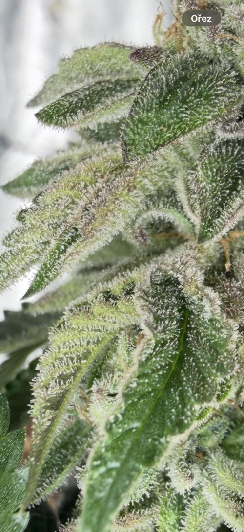 CZ LEGAL GROW. Week 13