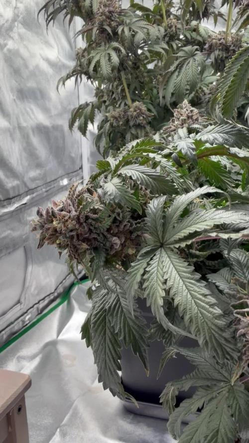 CZ LEGAL GROW