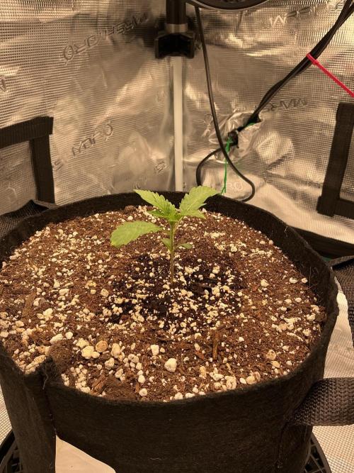 Manhattan Auto. Week 0