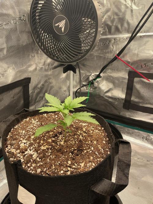 Manhattan Auto. Week 0