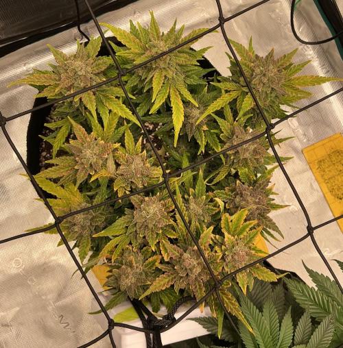 Manhattan Auto. Week 10