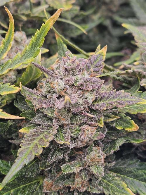 Manhattan Auto. Week 10