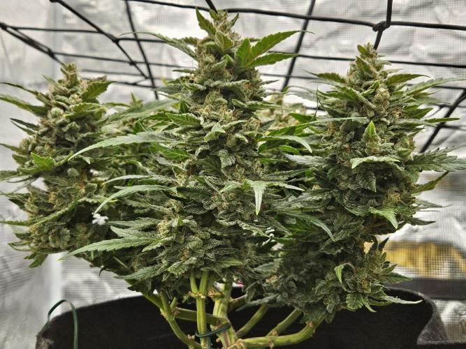 Manhattan Auto. Week 10