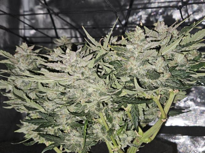 Manhattan Auto. Week 10