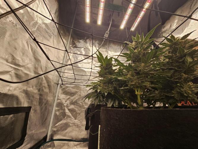 Manhattan Auto. Week 10