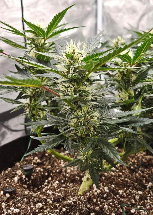 Manhattan Auto. Week 10