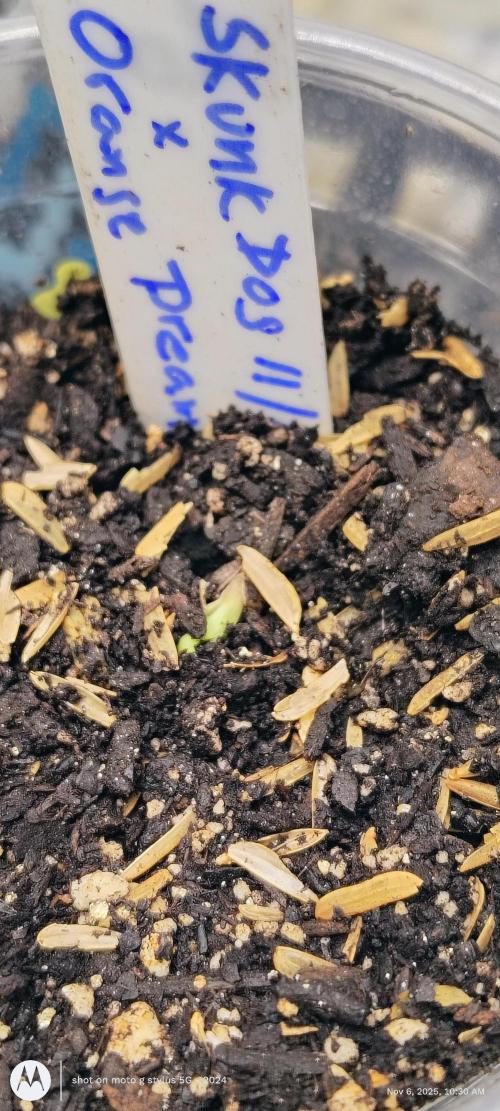 Winter 2025. Week 0 - Breaking ground 32 hrs after being Sprout. 2 went in 2 with tails came out.