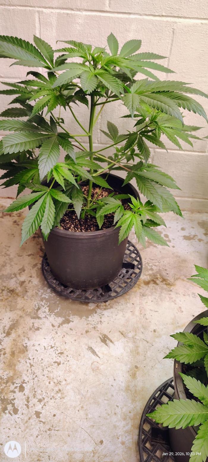 Winter 2025. Week 4 - Flipping new week 