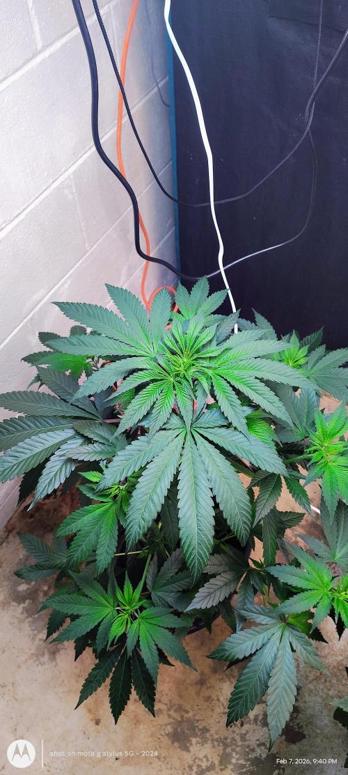 Winter 2025. Week 1 - Flipped 