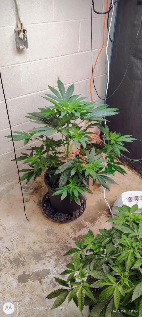 Winter 2025. Week 1 - Big Girl