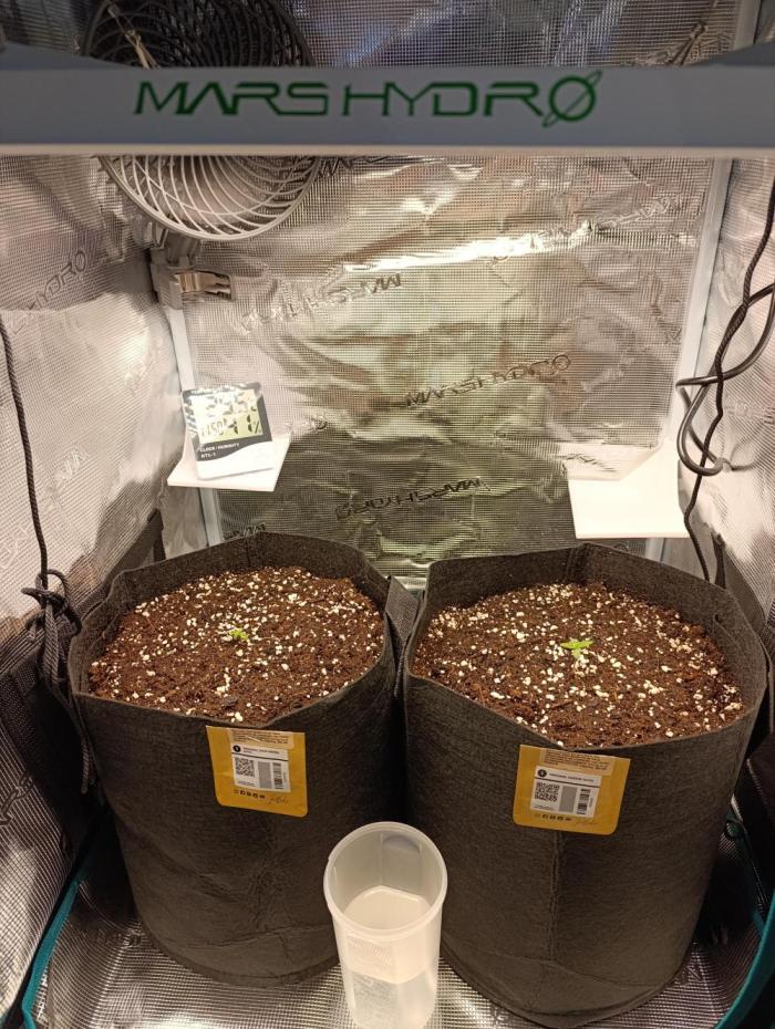 Jack Harer Auto and Cheese Auto. Week 1