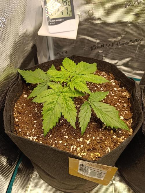 Jack Harer Auto and Cheese Auto. Week 2 - Jack