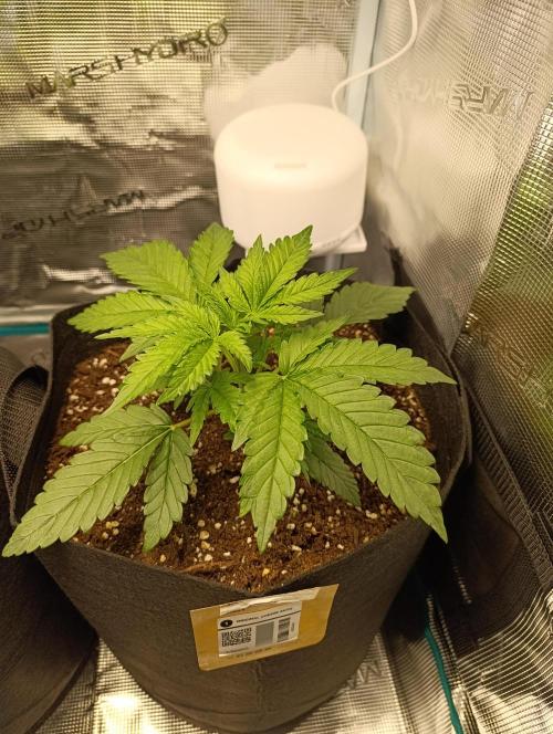Jack Harer Auto and Cheese Auto. Week 2 - Cheese 